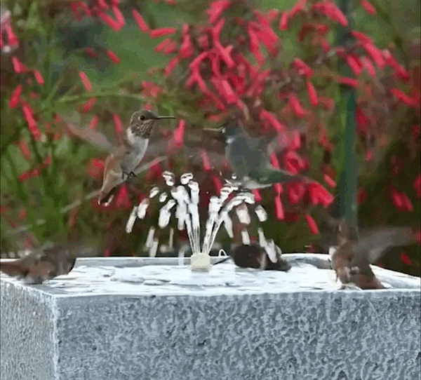 SolarBird™ Vogel Fontein - Helpt vogels water te drinken tijdens de warme dagen